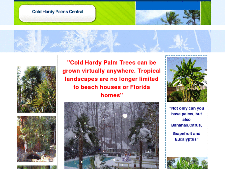 www.coldhardypalmscentral.com