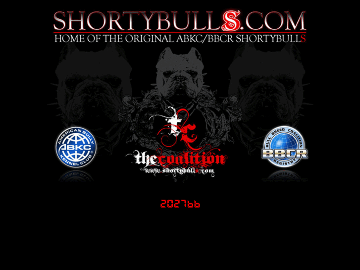 www.ashortybull.com