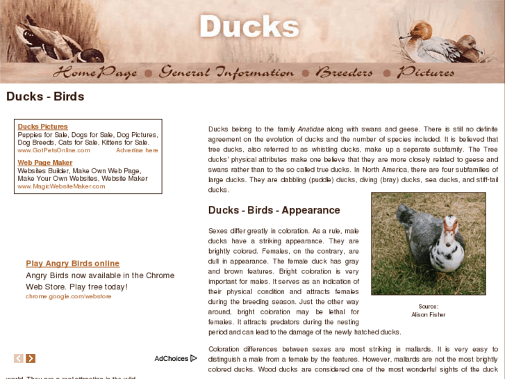 www.duck-birds.com