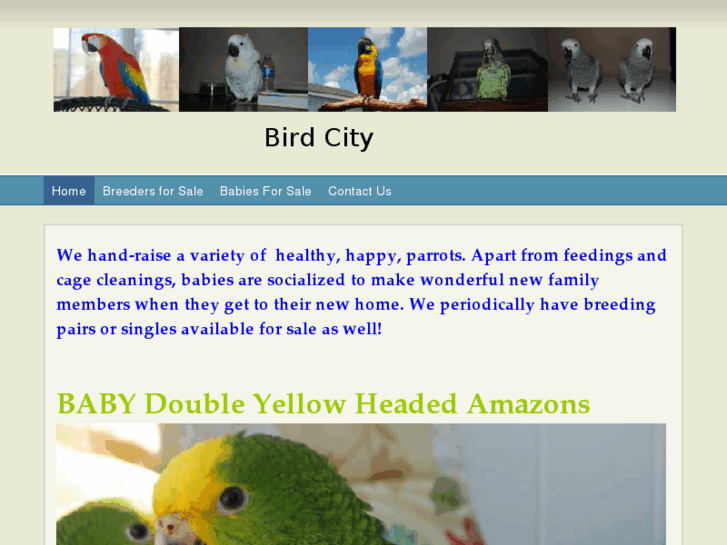 www.thebirdcity.com