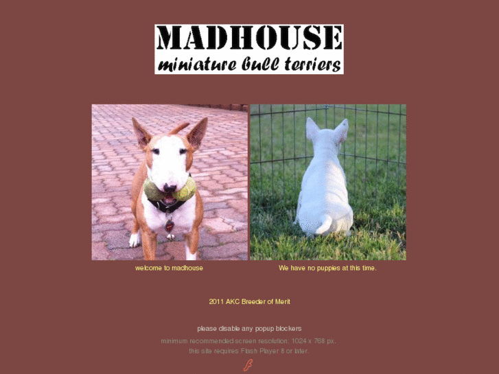 www.madhouseminibulls.com