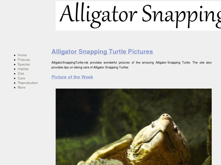 www.alligatorsnappingturtle.net