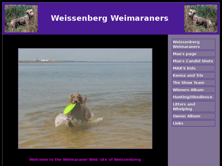 www.weissenbergweimaraners.com