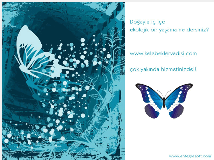 www.butterflysvalley.com