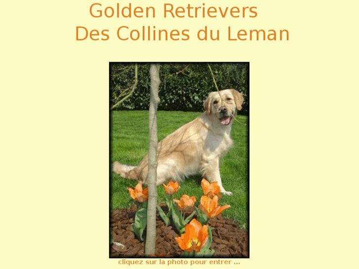 www.golden-retrievers-des-collines-du-leman.com