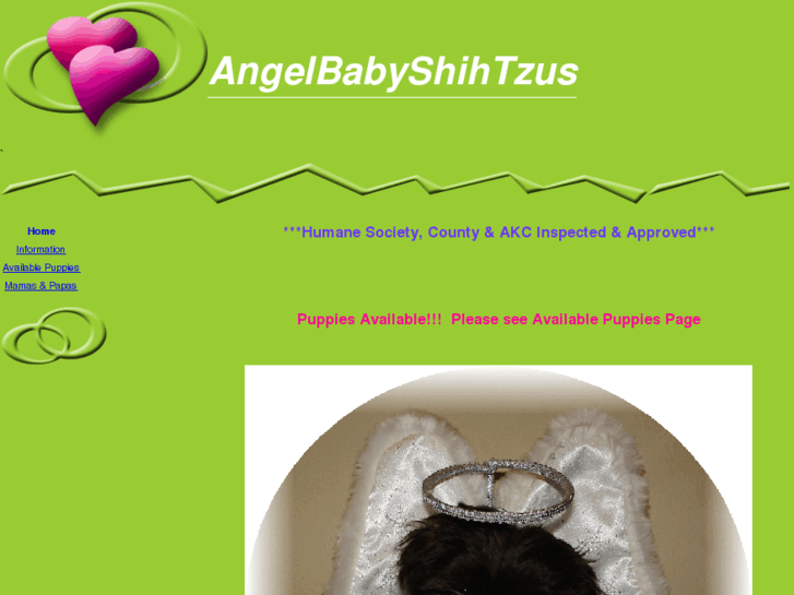 www.angelbabyshihtzus.com