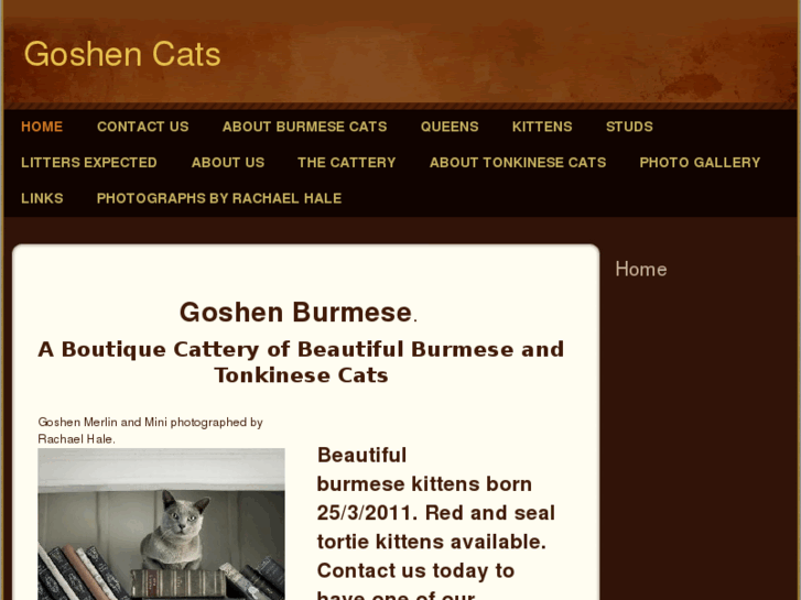 www.burmese-tonkinese.com