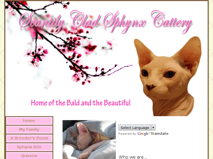 www.scantilycladsphynx.com