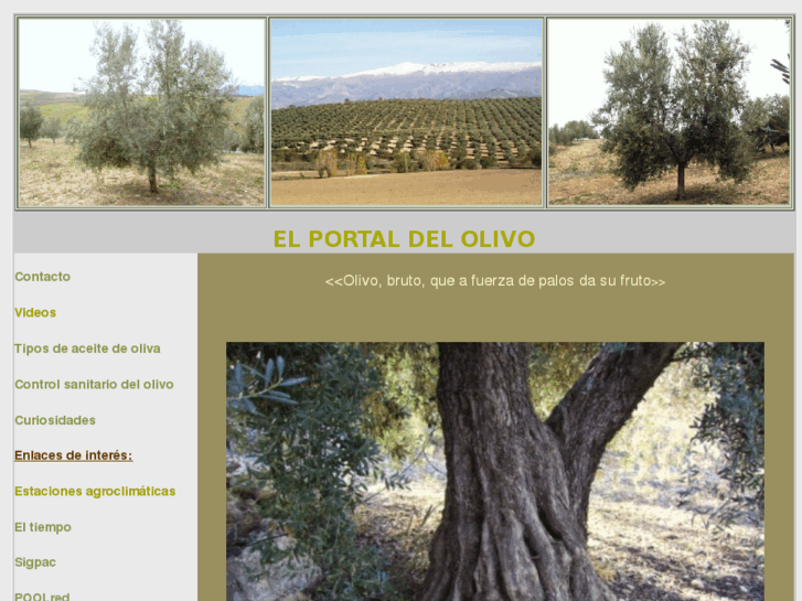 www.elportaldelolivo.com