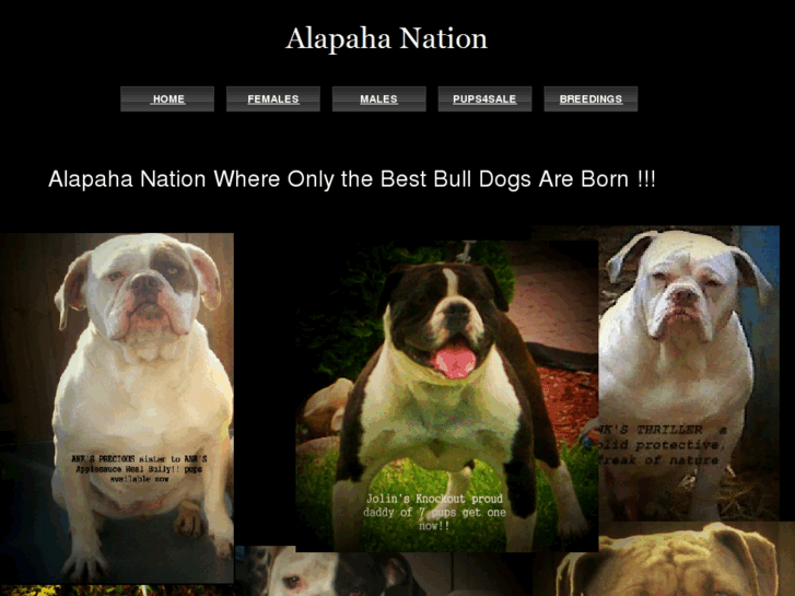 www.alapahanation.com