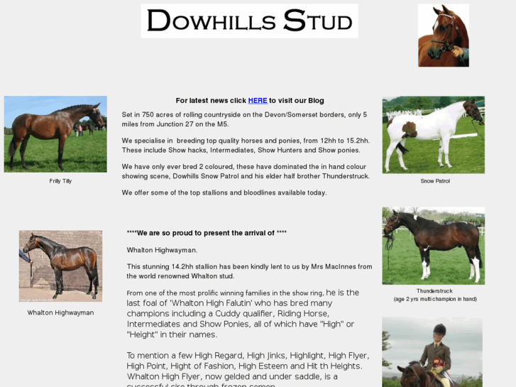 www.dowhillsstud.com