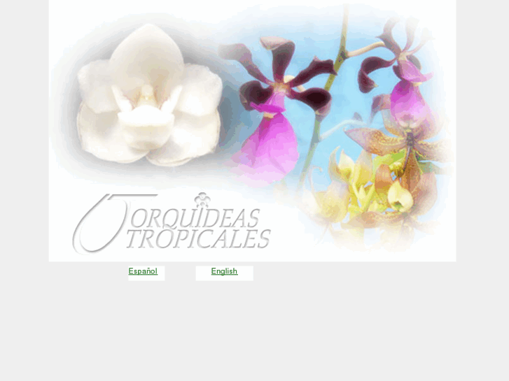 www.orquideastropicales.com