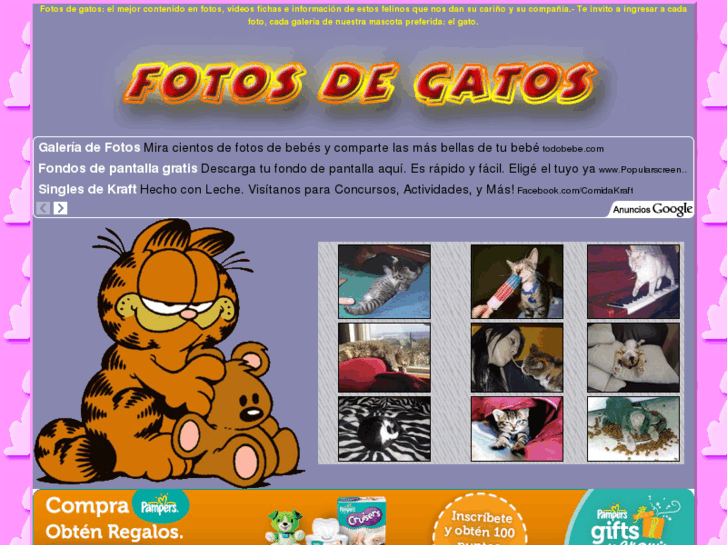 www.fotosdegatos.info