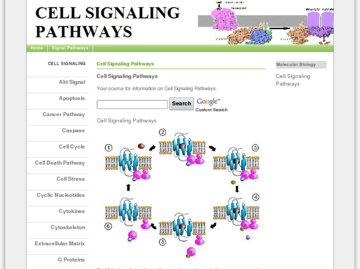 www.cellsignalingpathways.com