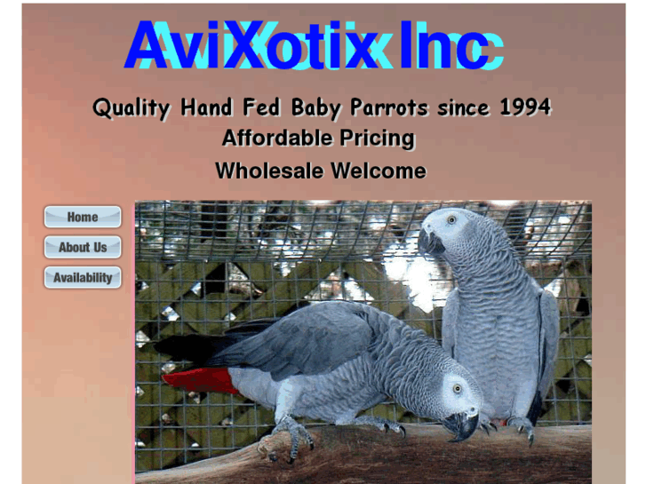 www.avxparrots.com