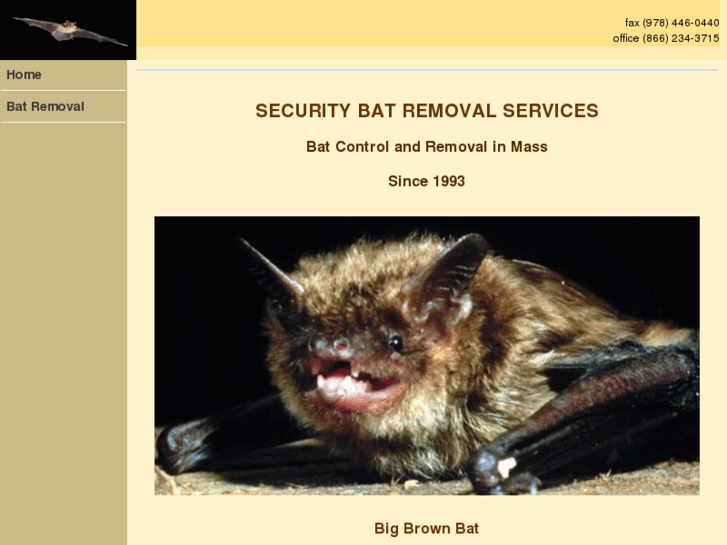 www.bat-removal-control-mass.com