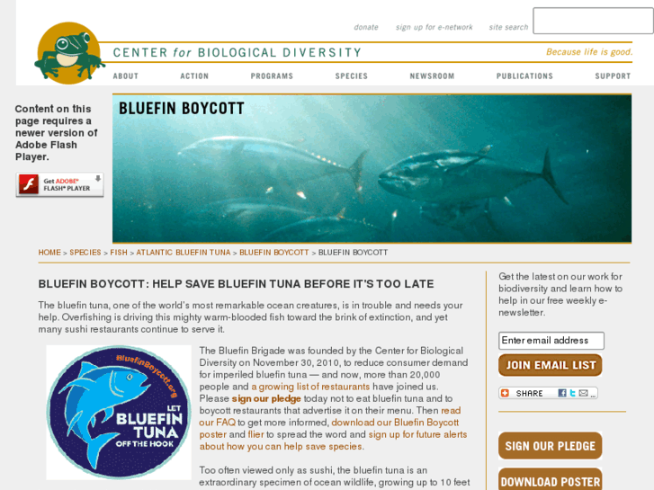 www.bluefinboycott.com