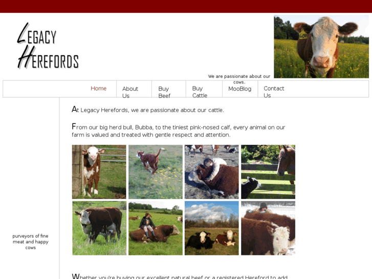 www.legacyherefords.com