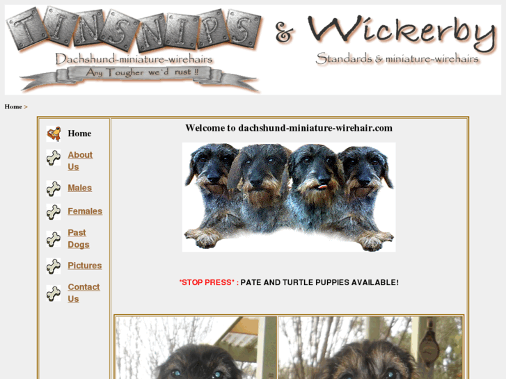 www.dachshund-miniature-wirehair.com