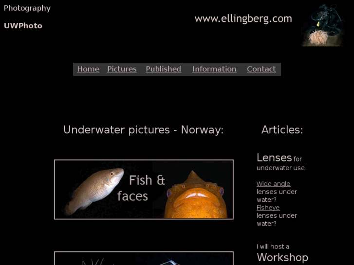 www.ellingberg.com