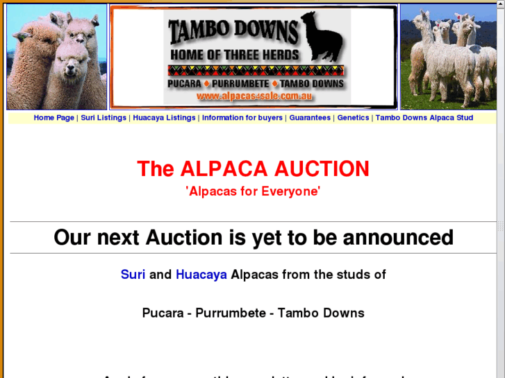 www.alpacas4sale.com.au