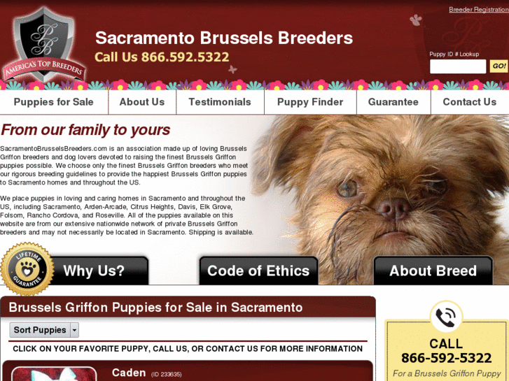 www.sacramentobrusselsbreeders.com