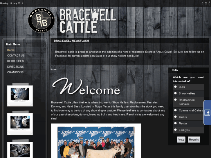 www.bracewellcattle.com