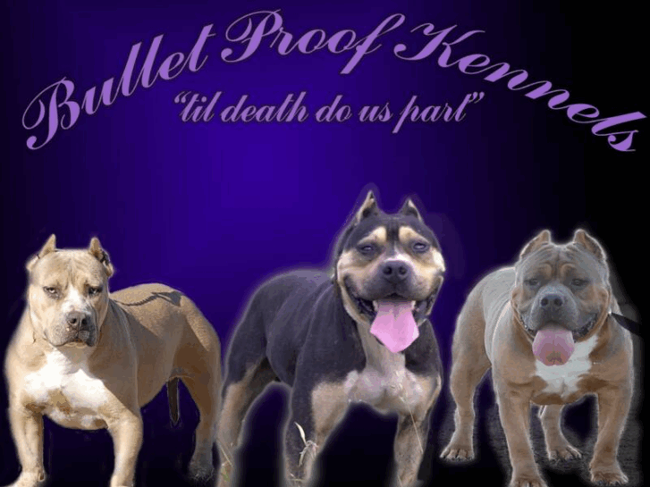 www.bulletproofkennels.com