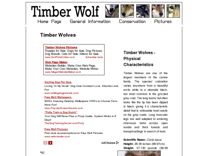 www.timber-wolf-timber-wolves.com