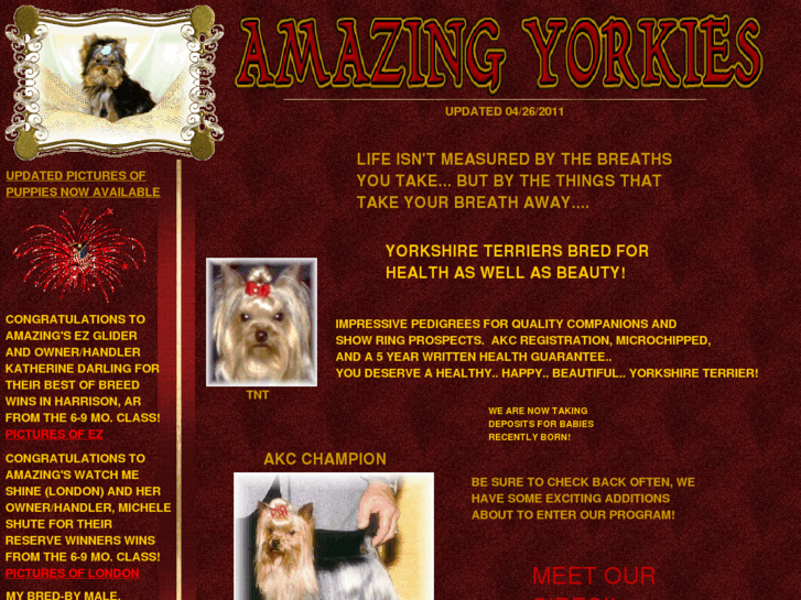 www.amazingyorkies.com