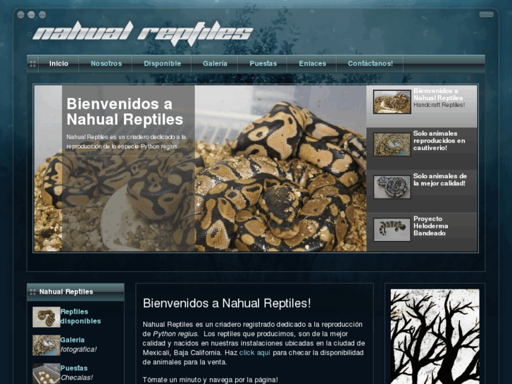 www.nahualreptiles.com