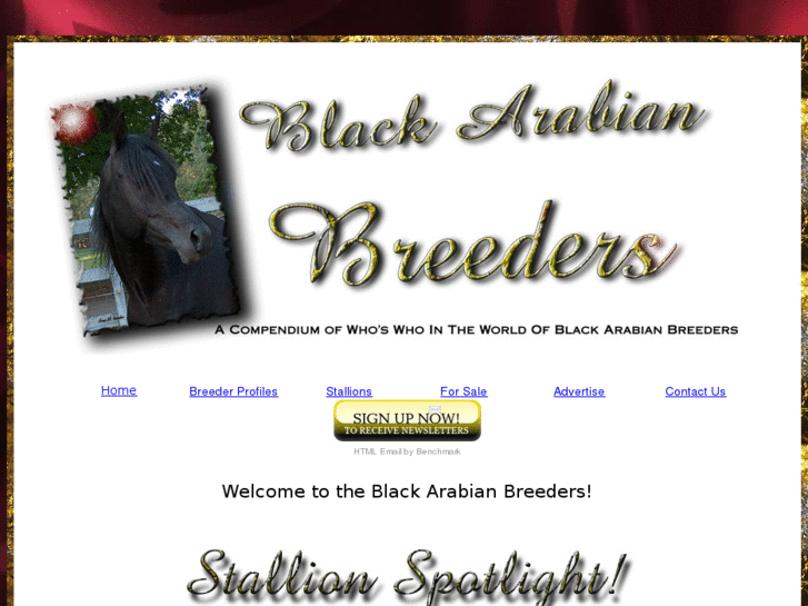 www.blackarabianbreeders.com