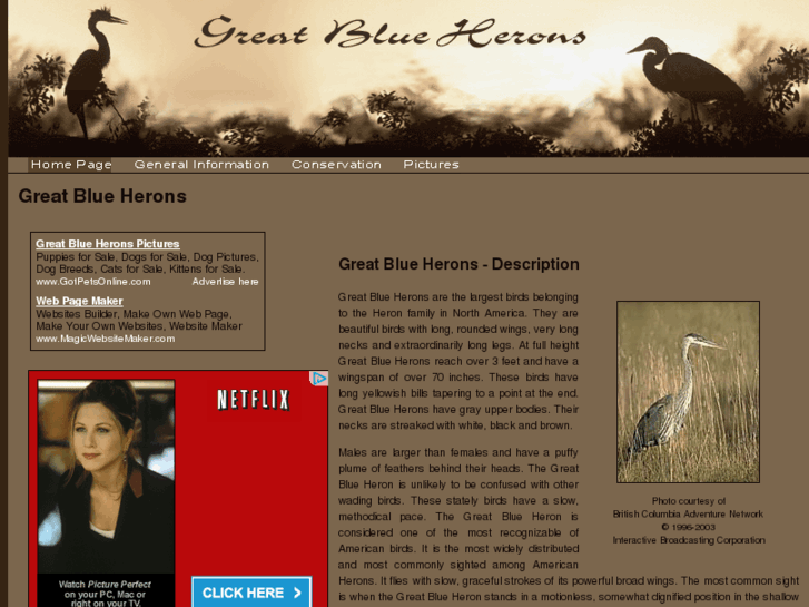 www.great-blue-herons.com