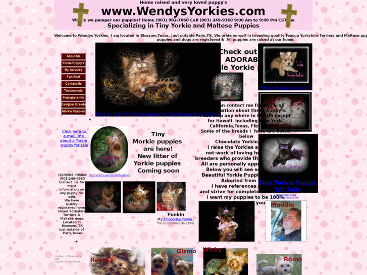 www.wendysyorkies.com