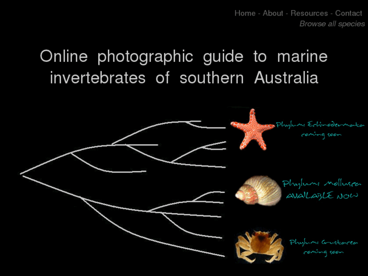 www.ausmarinverts.net