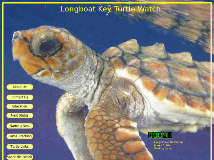 www.lbkturtlewatch.com