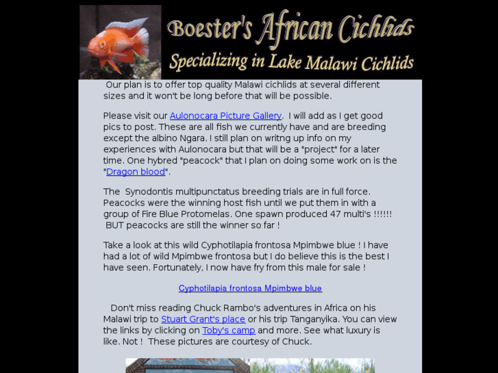 www.boesterscichlids.com