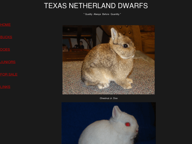 www.texasnetherlanddwarfs.com