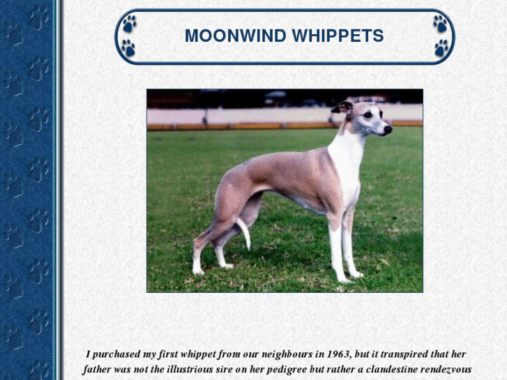 www.moonwindwhippets.com