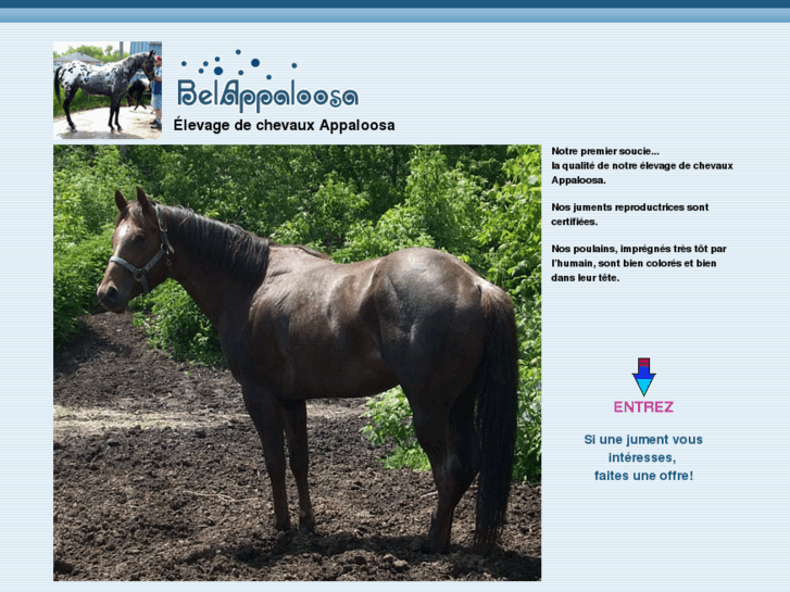 www.belappaloosa.com