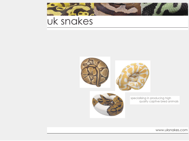 www.uksnakes.com