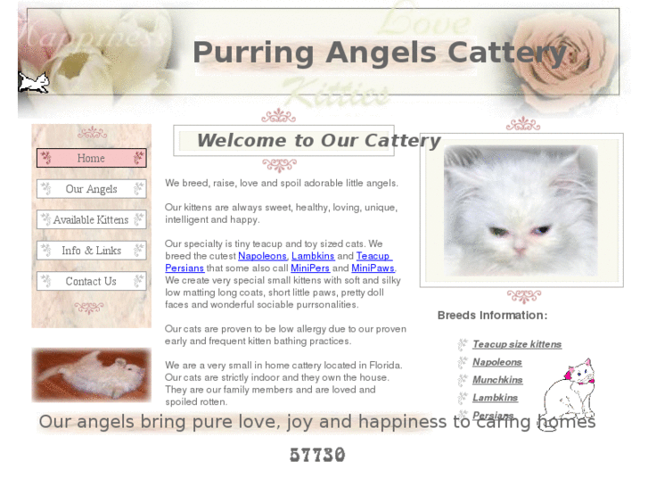 www.purringangelscattery.com