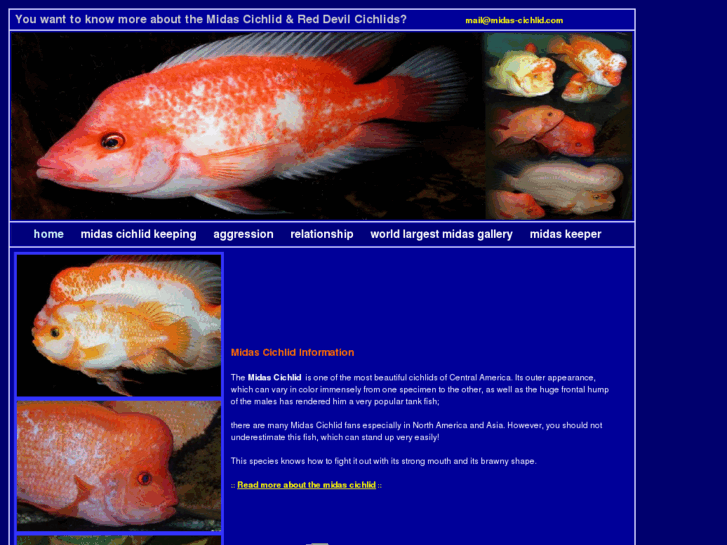 www.midas-cichlid.com