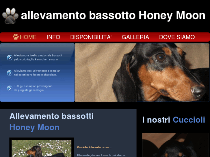 www.allevamentobassotto.com