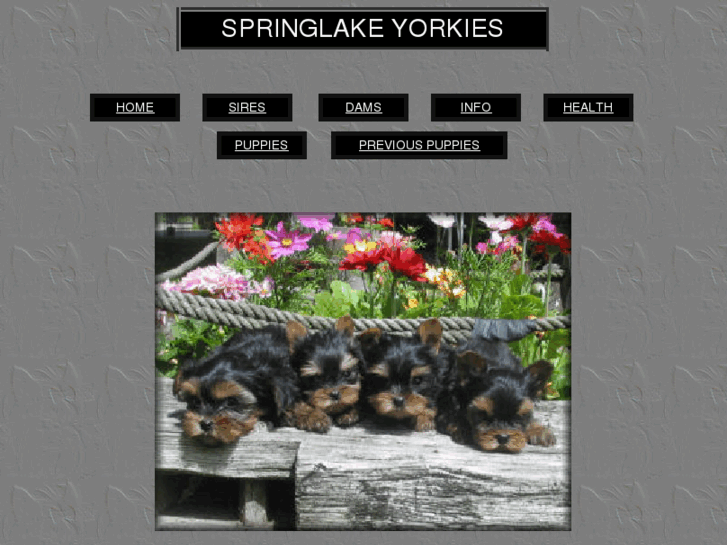 www.springlakekennel.com