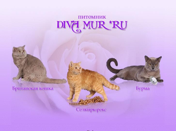 www.diva-mur.com