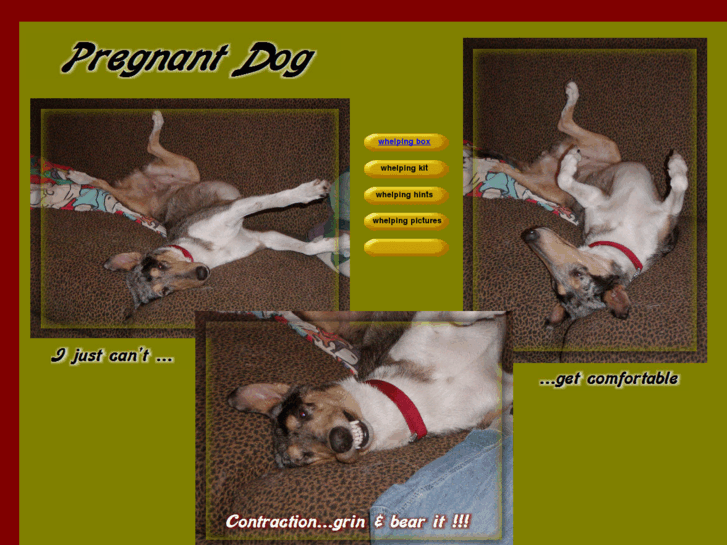 www.pregnantdog.net