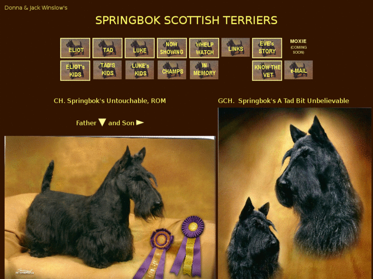 www.springbokscottishterriers.com