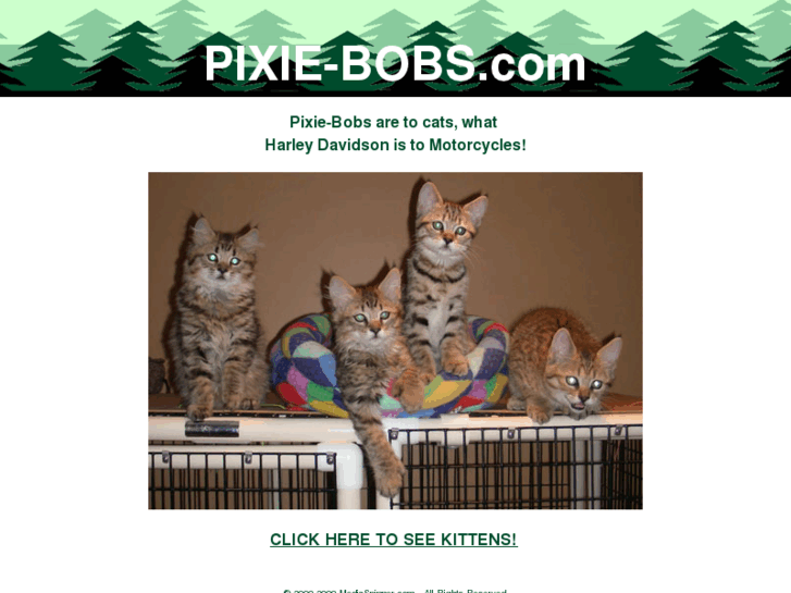 www.pixie-bobs.com