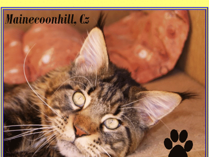 www.mainecoonhill.cz